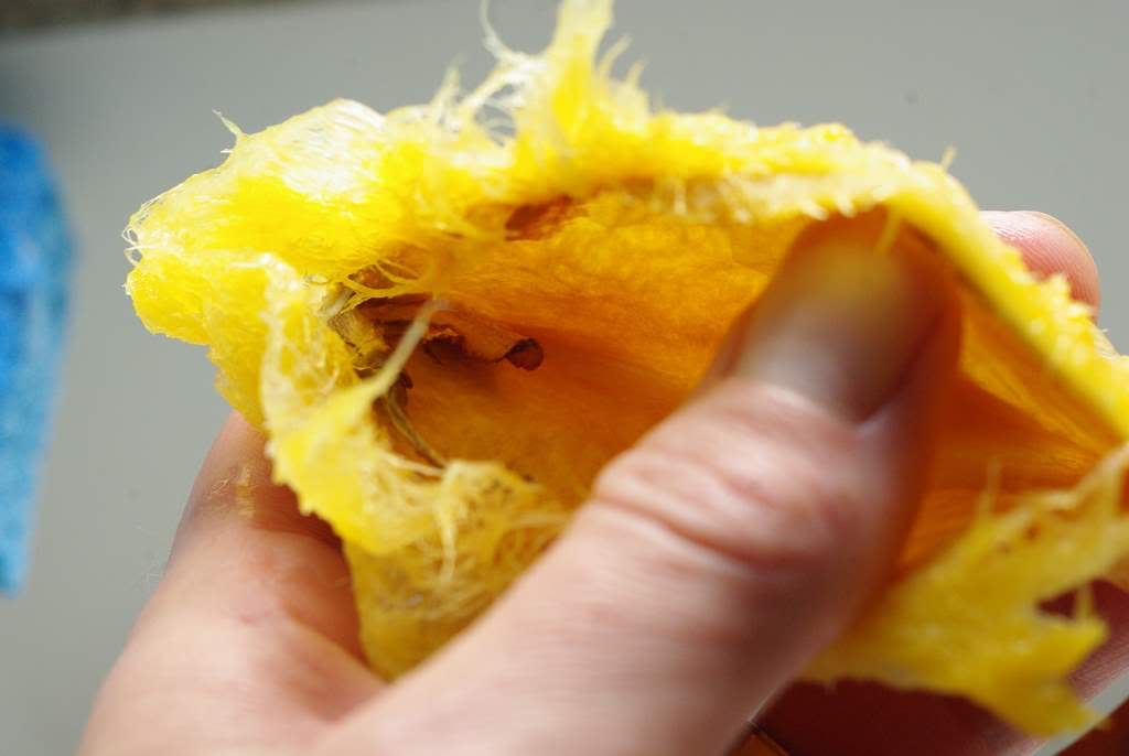 It's Not Work, It's Gardening! Mango seed